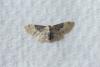 Idaea filicata